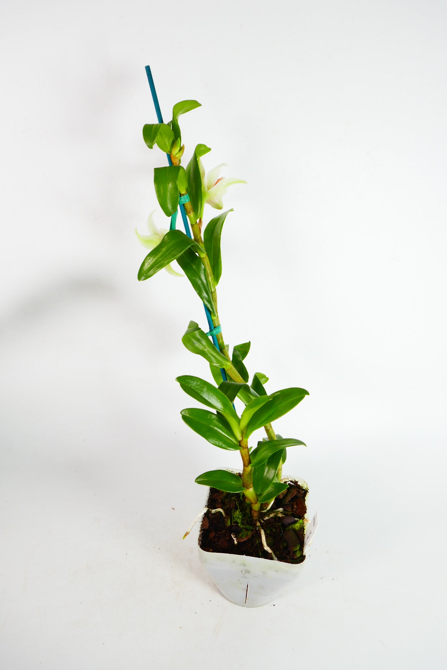 Dendrobium Green Lantern