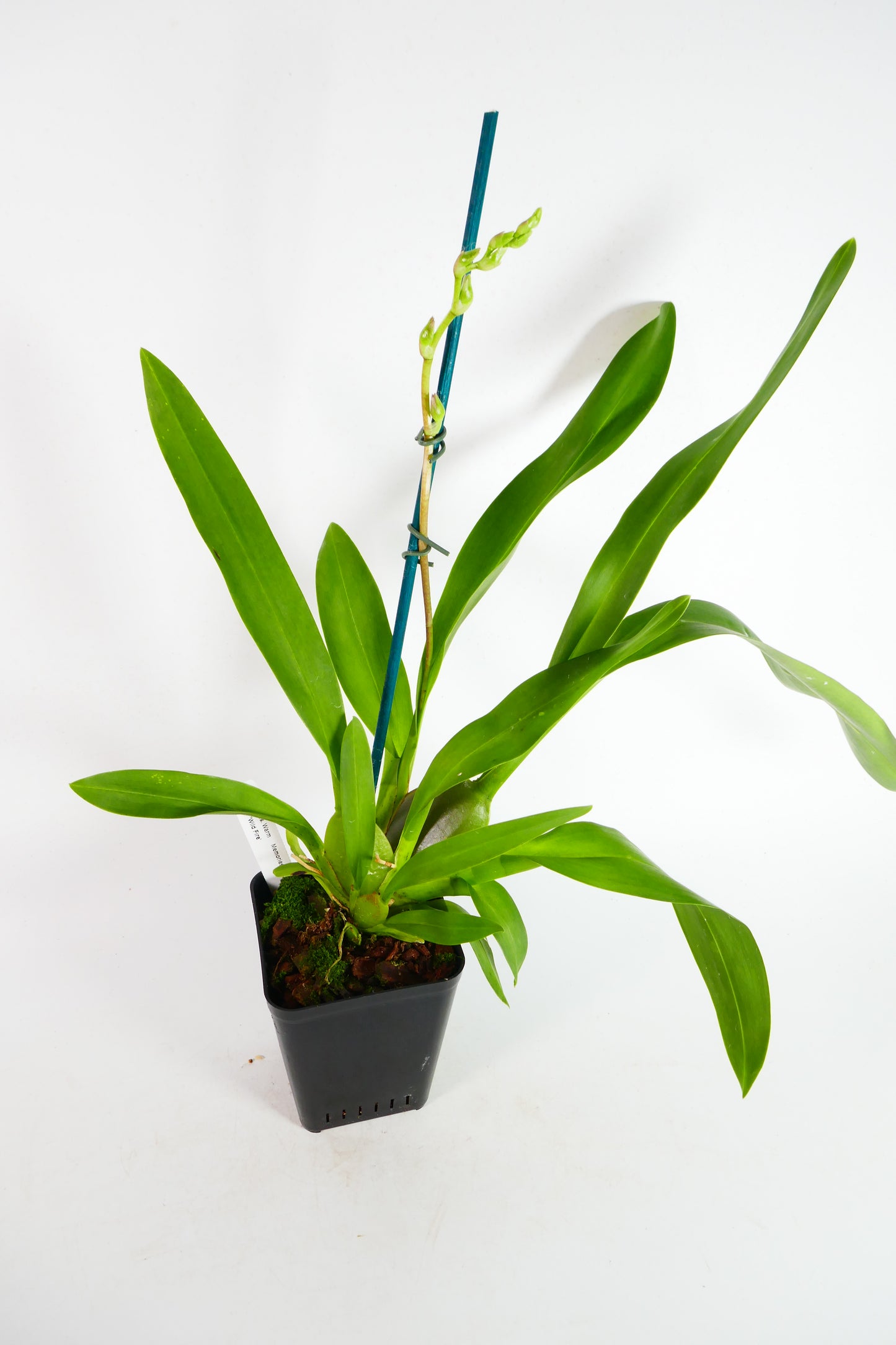 Onc. Warm Memories 'Wild Fire'