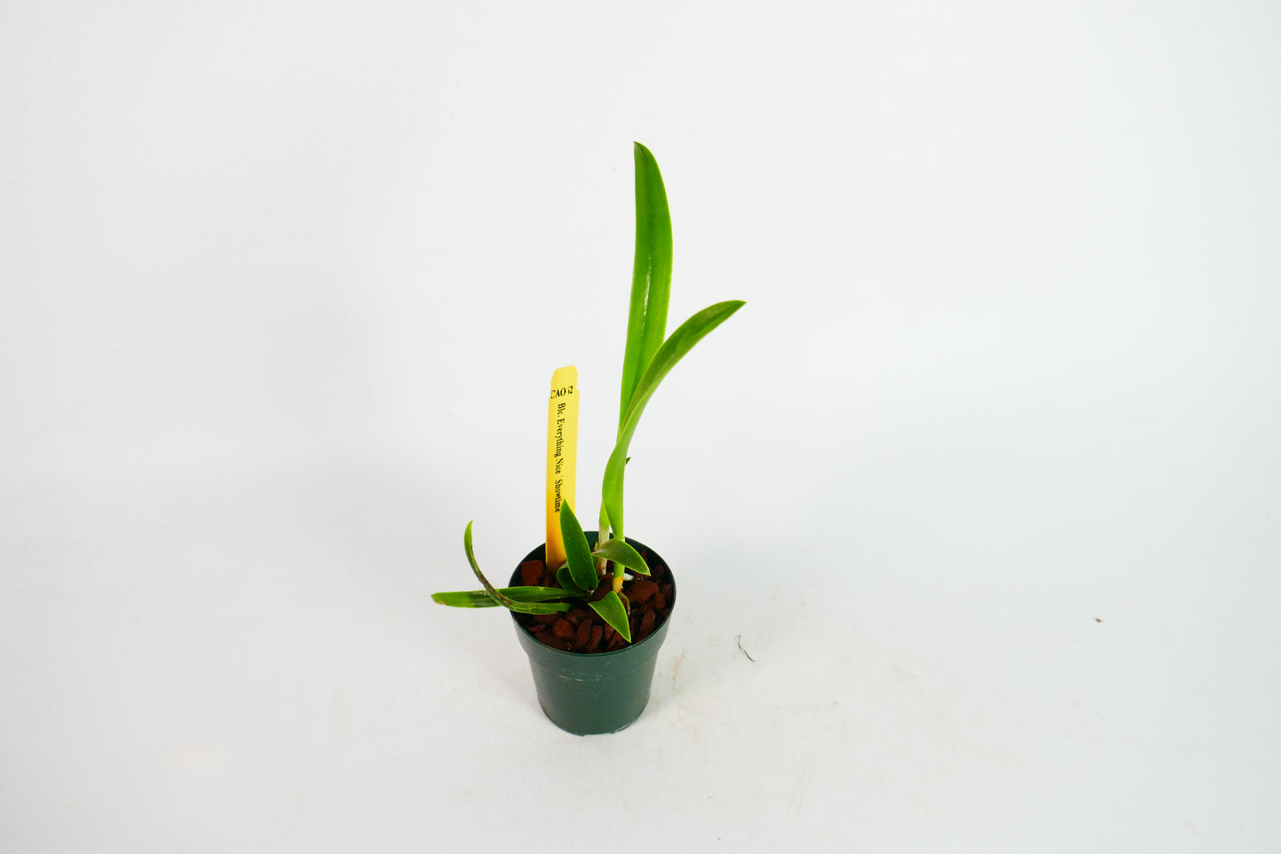 Blc. Everything Nice 'Showtime'