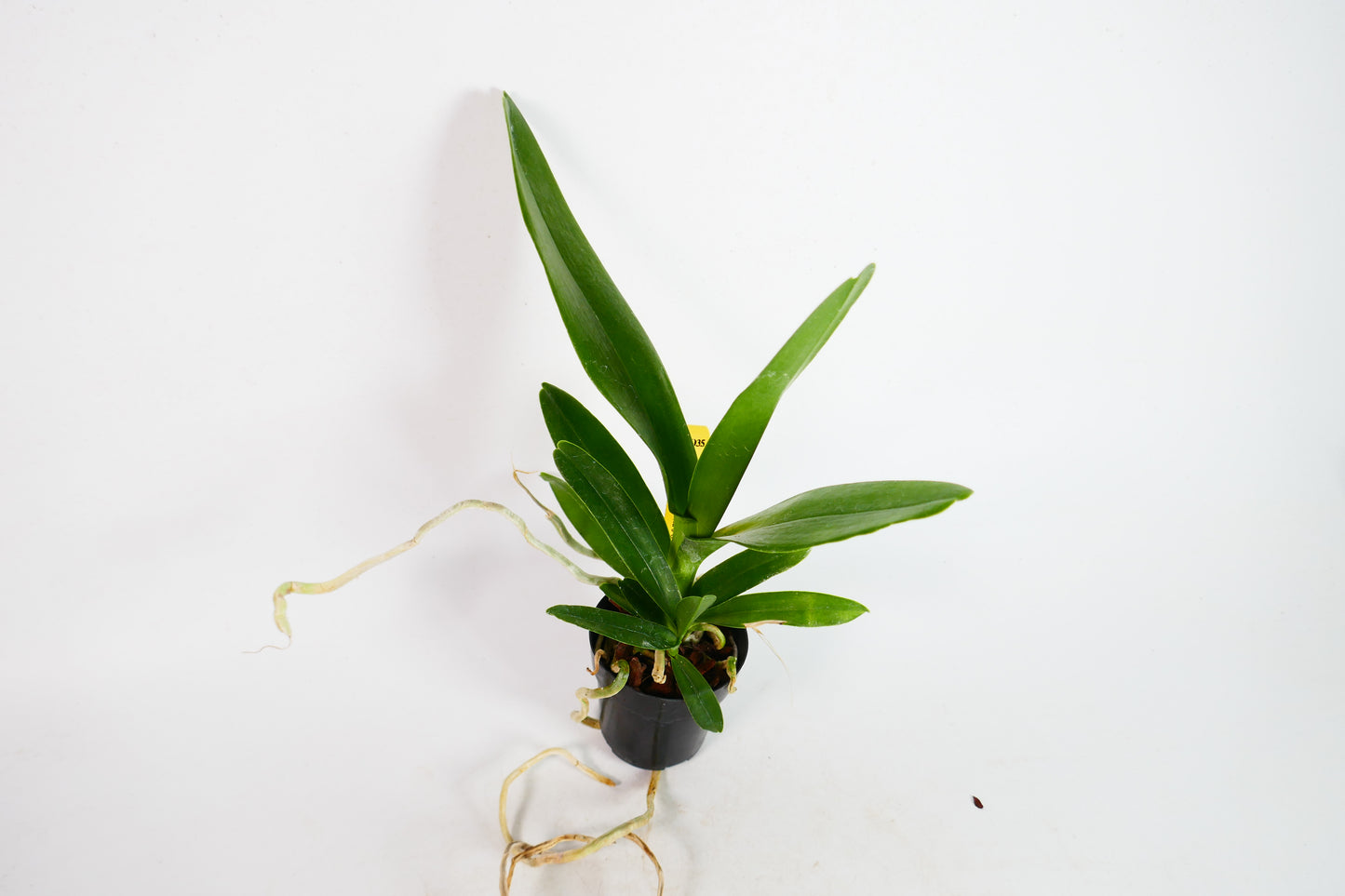 Ren. Kalsom 'Carmela's Orange'
