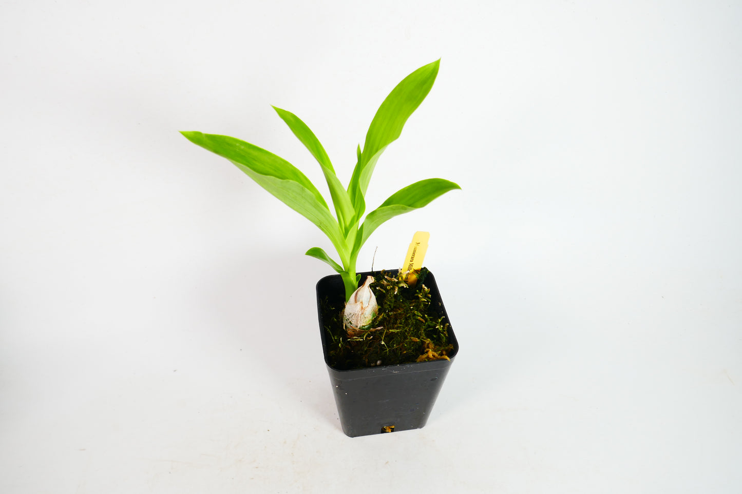 Monn. Millennium Magic 'Witchcraft'