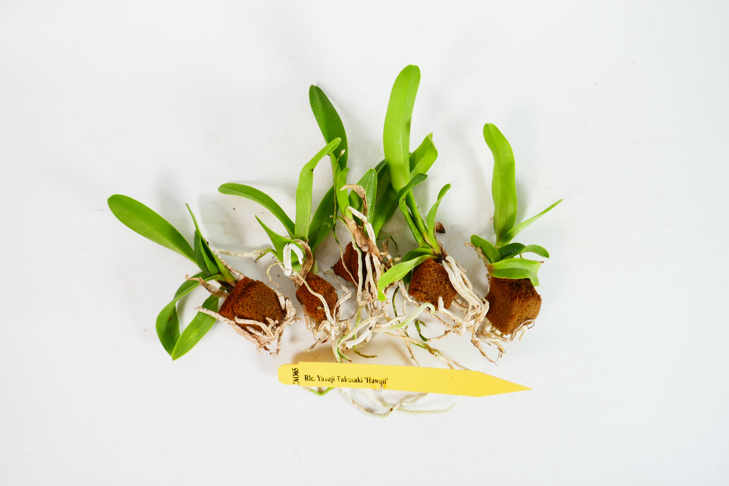 Rlc. Yasuji Takasaki 'Hawaii'