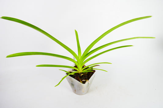 V. Kultana 'Brown' x V. Gordon Dillon