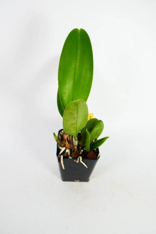 Pot. Jessie Lee 'Hawaii'