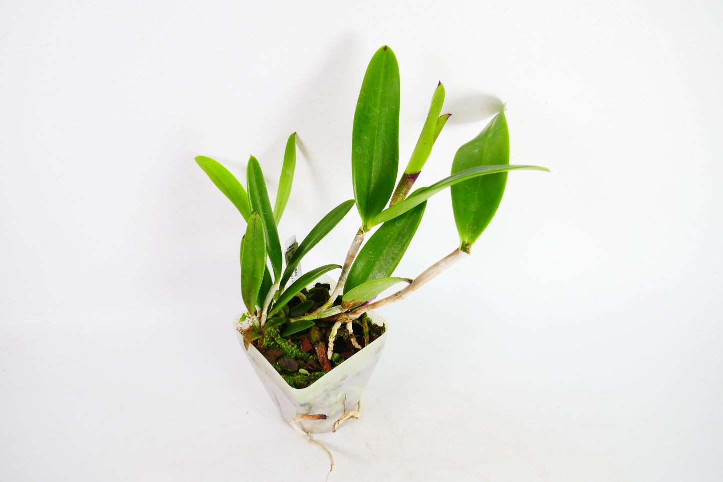 Bc. Theresa Ricci