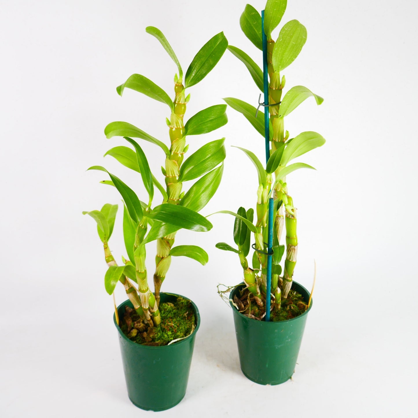 Den. Spring Dream 'Apollon'