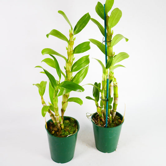 Den. Spring Dream 'Apollon'