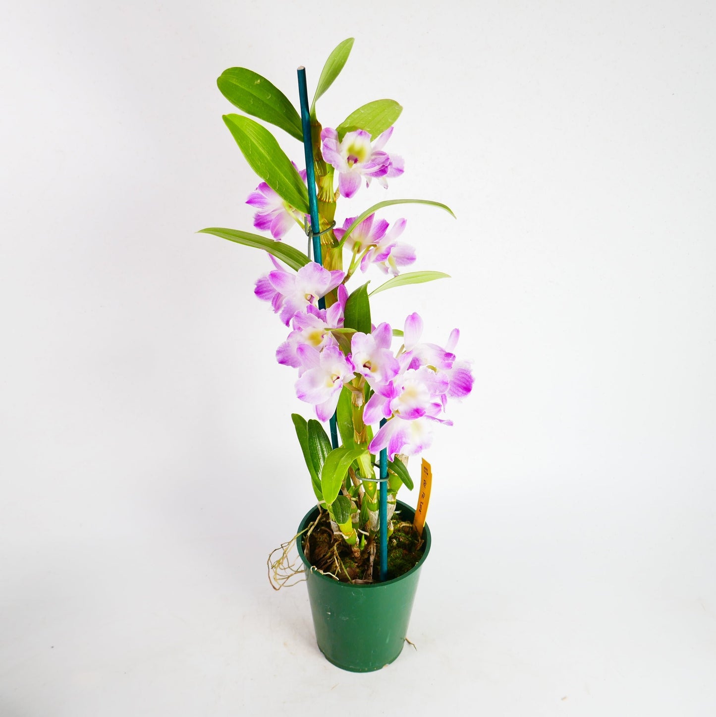 Den. Violet Fizz 'Luna'