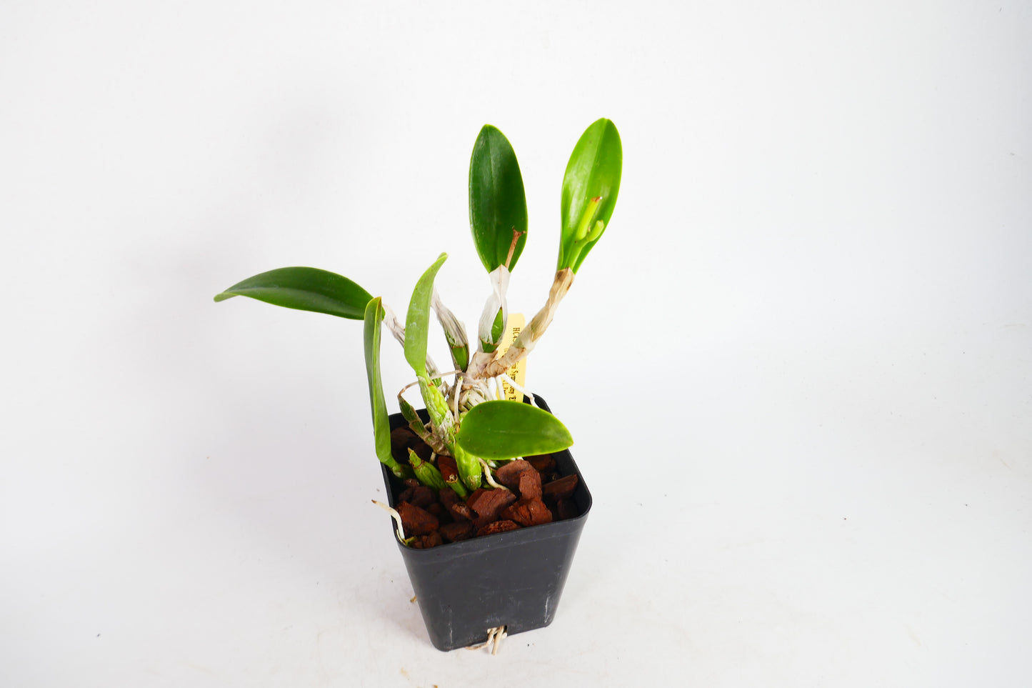 Lc. Mini Symphony 'Elfin Blue'