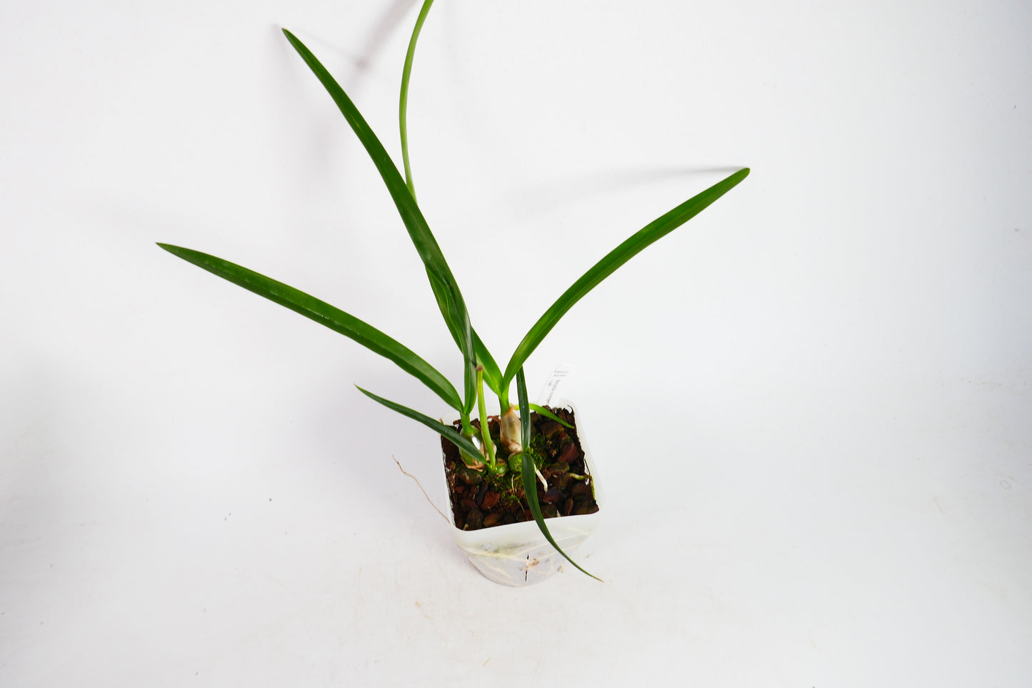 Enc. cordigera x sib