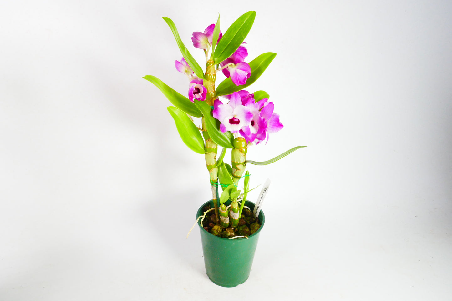 D. Asian Smile 'Cutie Girl'