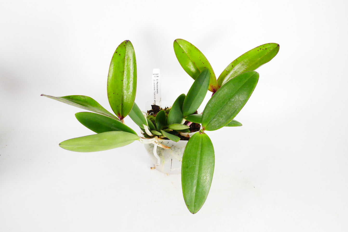 C. Peckaviensis