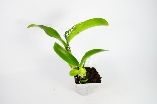 Gur. aurantiaca x Caulocattleya Chantilly Lace 'Twinkle'