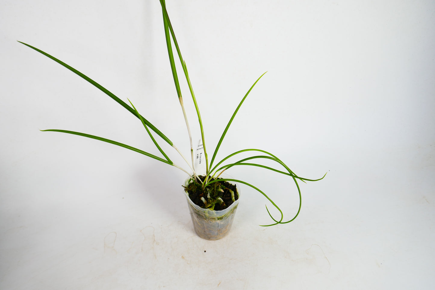 B. cucullata x sib