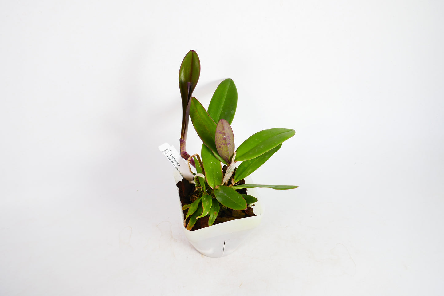 C. schilleriana x sib ('BR Orquideas' x Guarapari-coerulea')