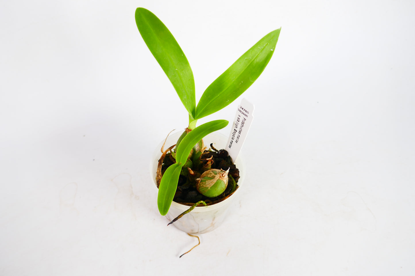 Prosthechea mariae x sib