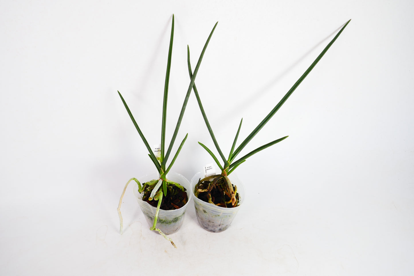 Pps. laycockii x sib (Paraphalaenopsis)
