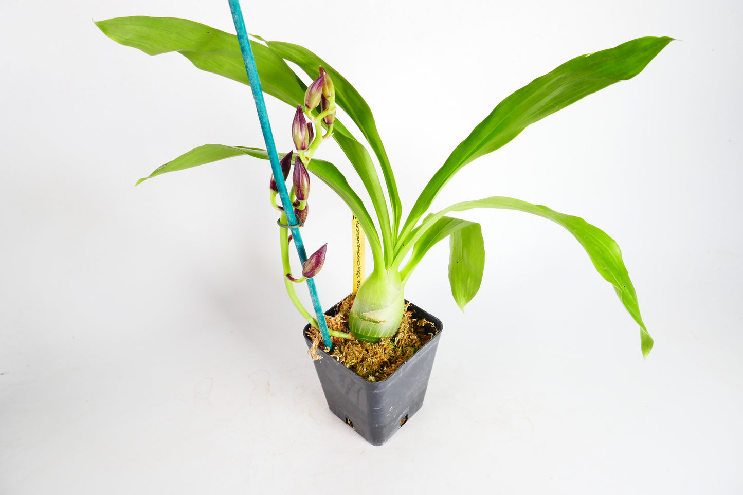 Monn. Millennium Magic 'Witchcraft'