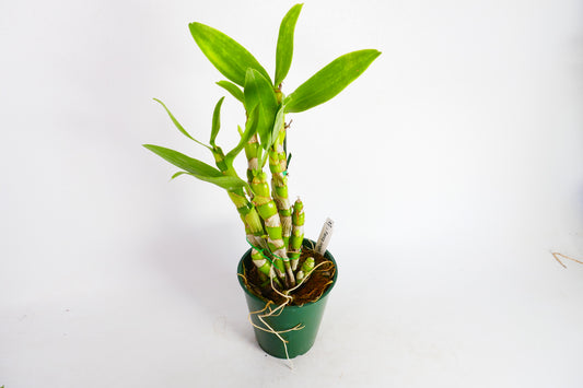 Den. Fancy Angel 'Lychee'