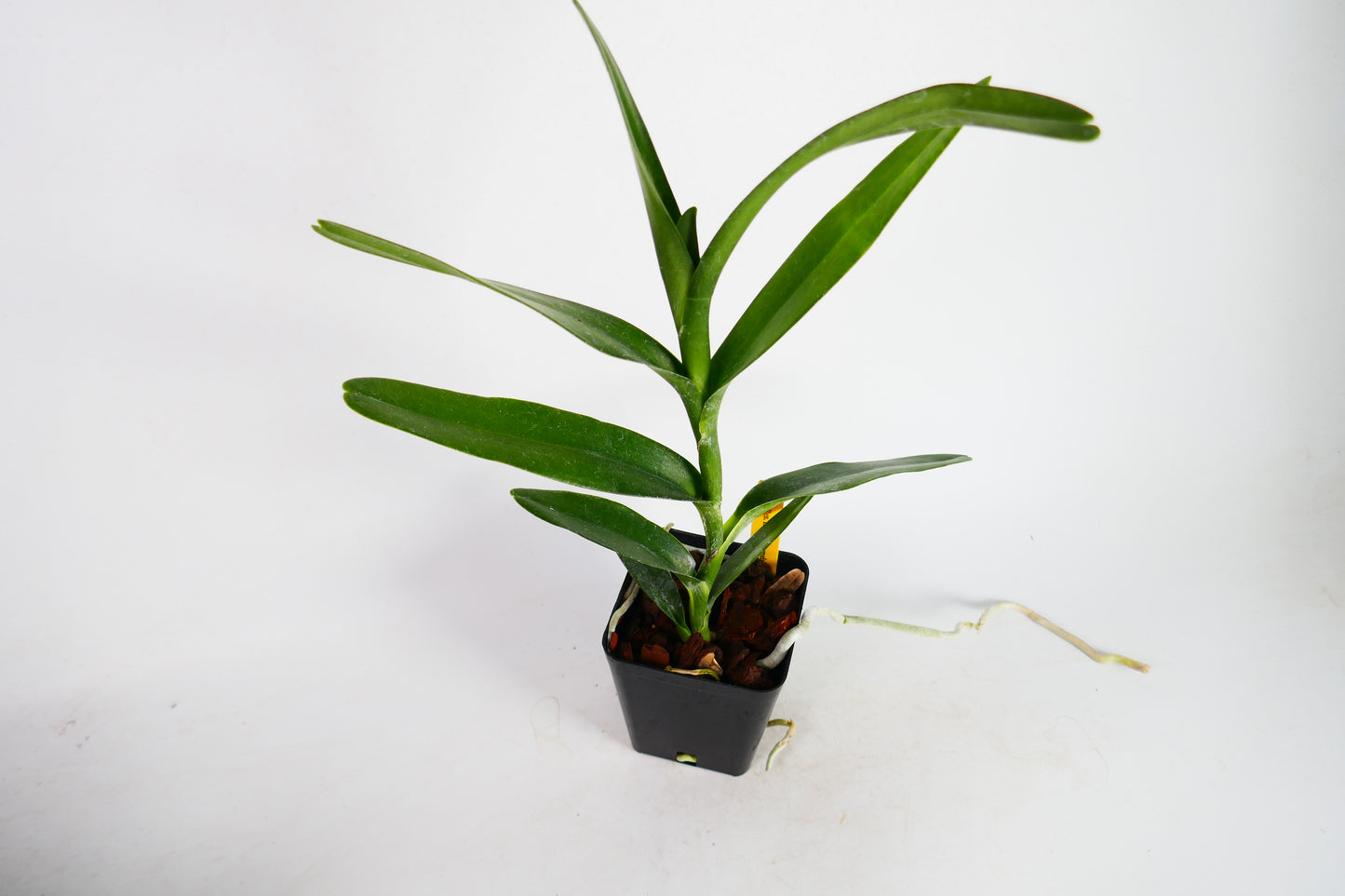 Ren. Kalsom 'Carmela's Orange'