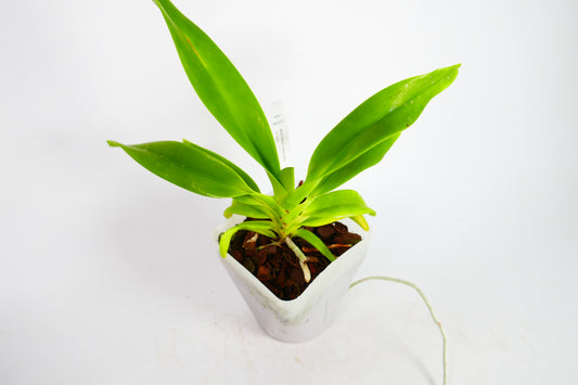 Aerides odorata x sib