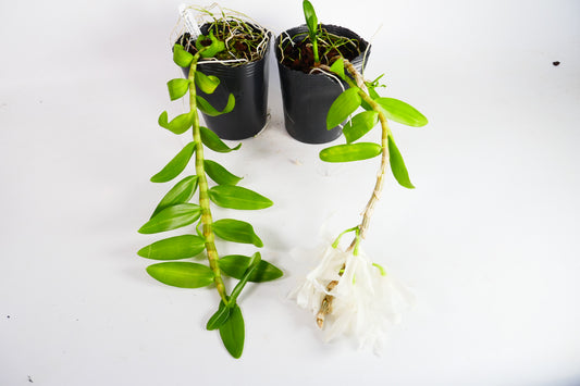 Den. anosmum 'Super White'