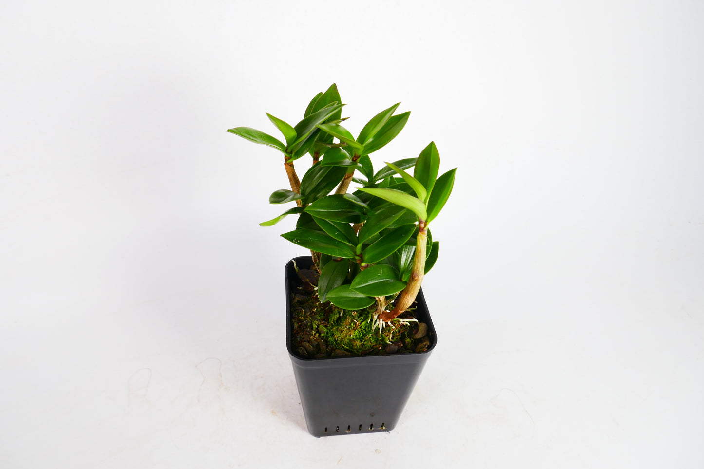 Den. Ellen (kingianum x tetragonum)