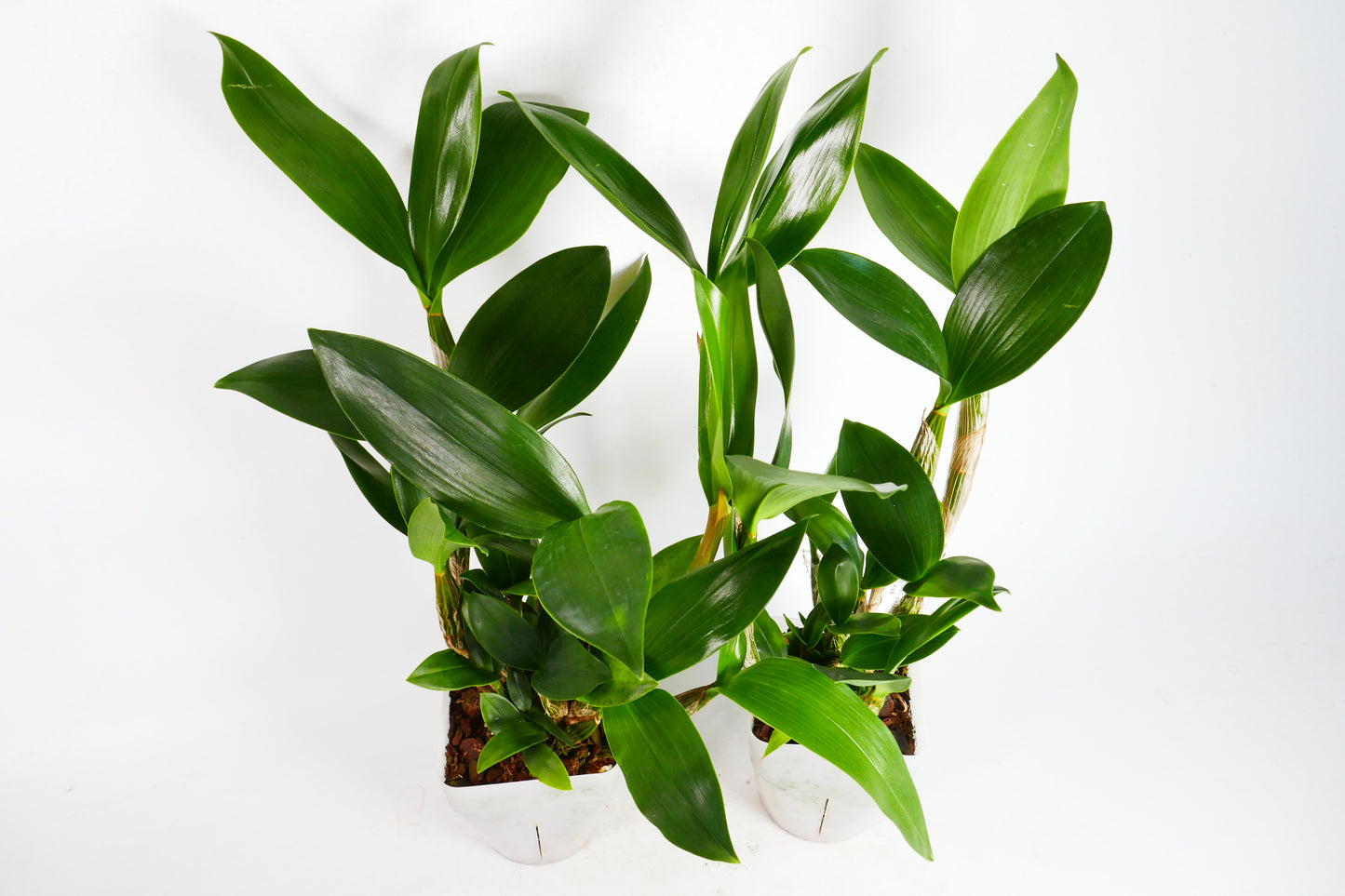 Den. alexandrae x sib