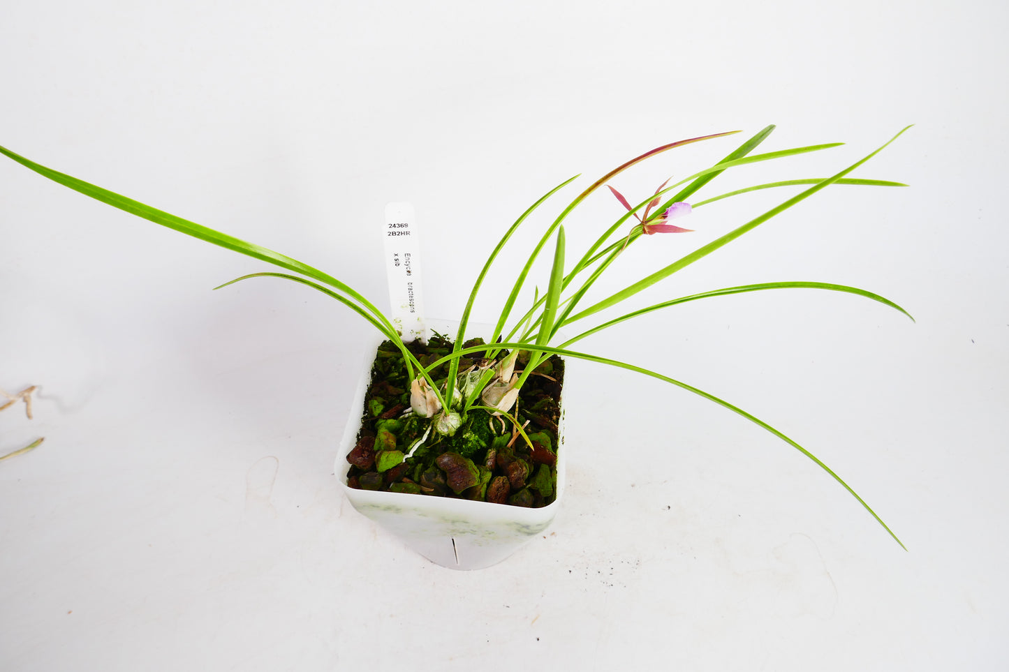 Encyclia bractescens x sib