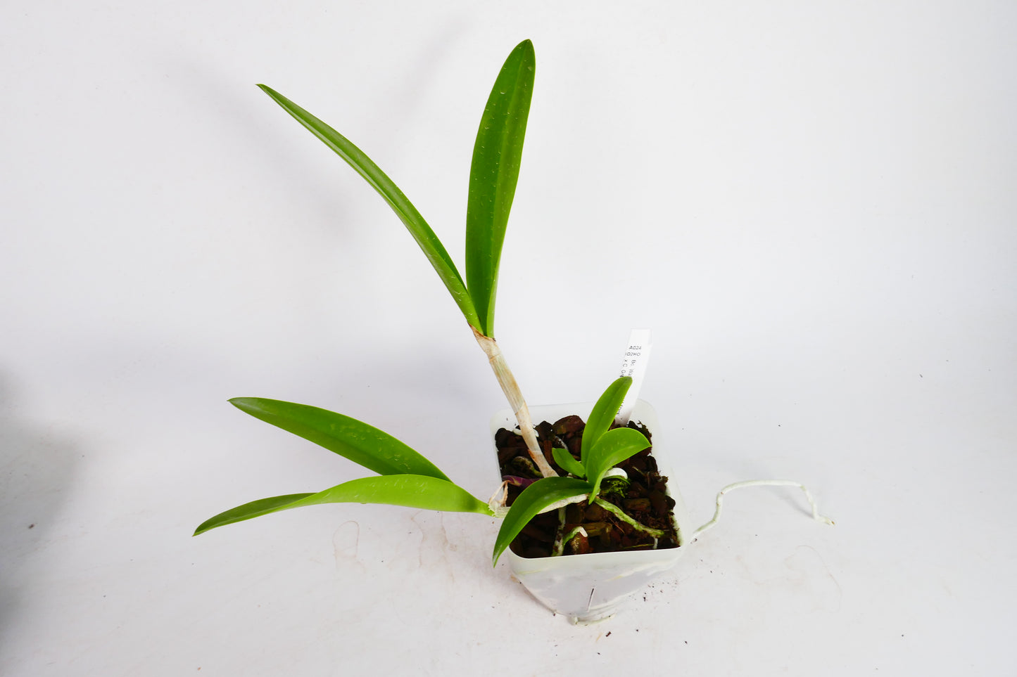 Bc. Walter August '4 Stars' x Green Vein 'Dressy 4N'