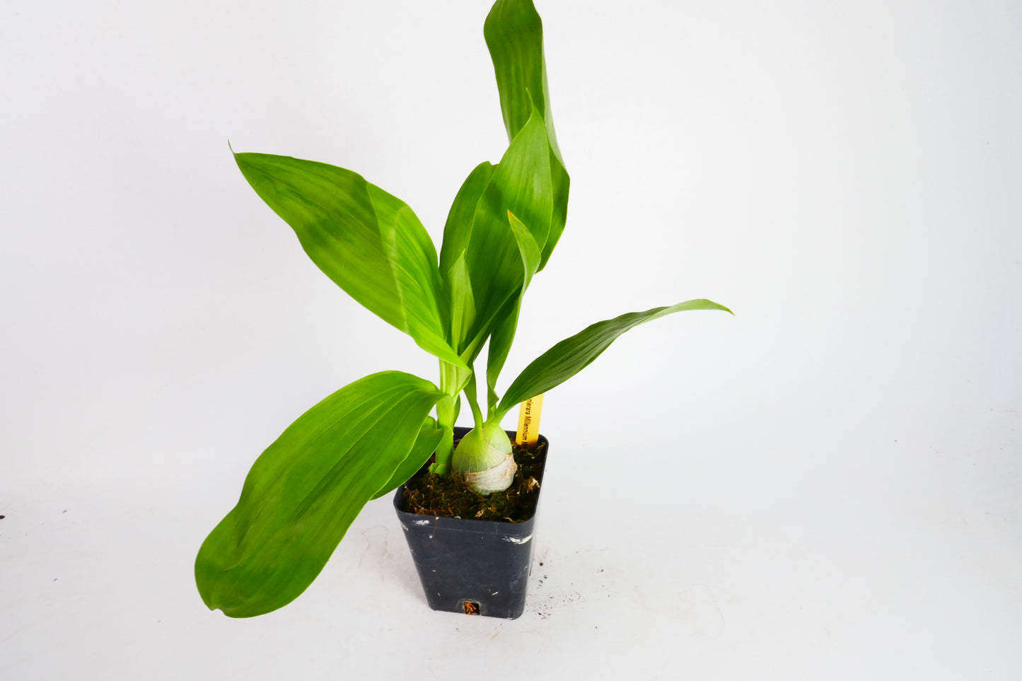Monn. Millennium Magic 'Witchcraft'