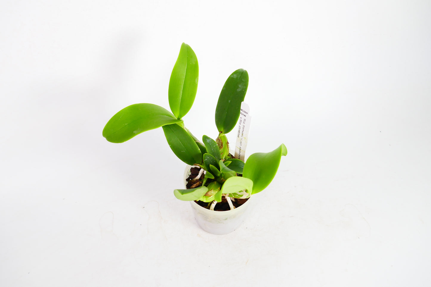 Mcp. thomsoniana x Mcp. christinae