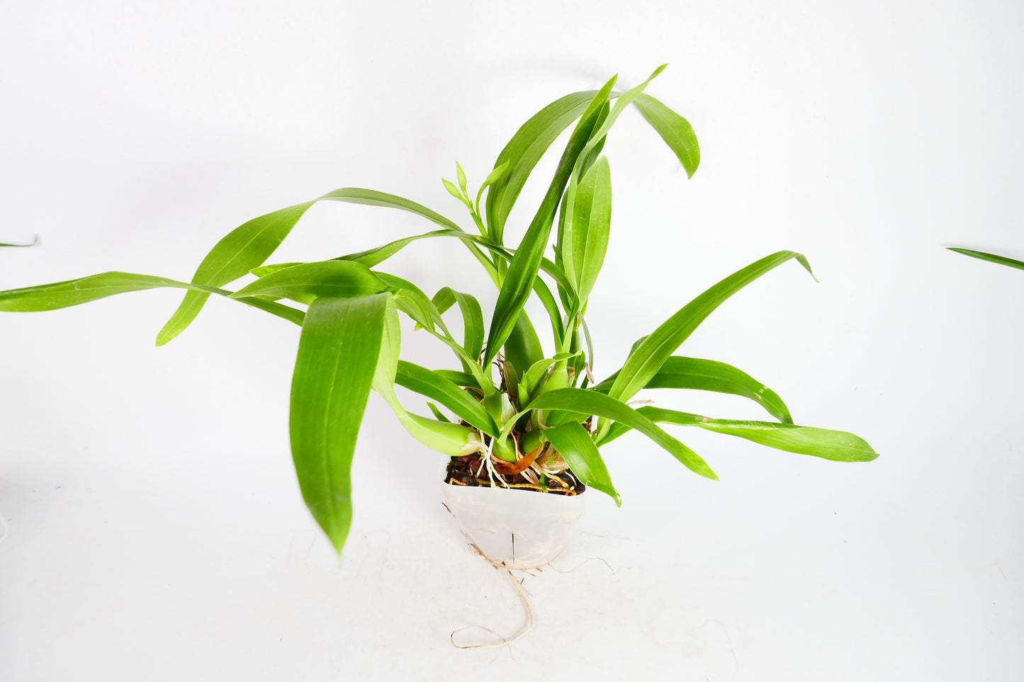 Prosthechea fragrans x sib