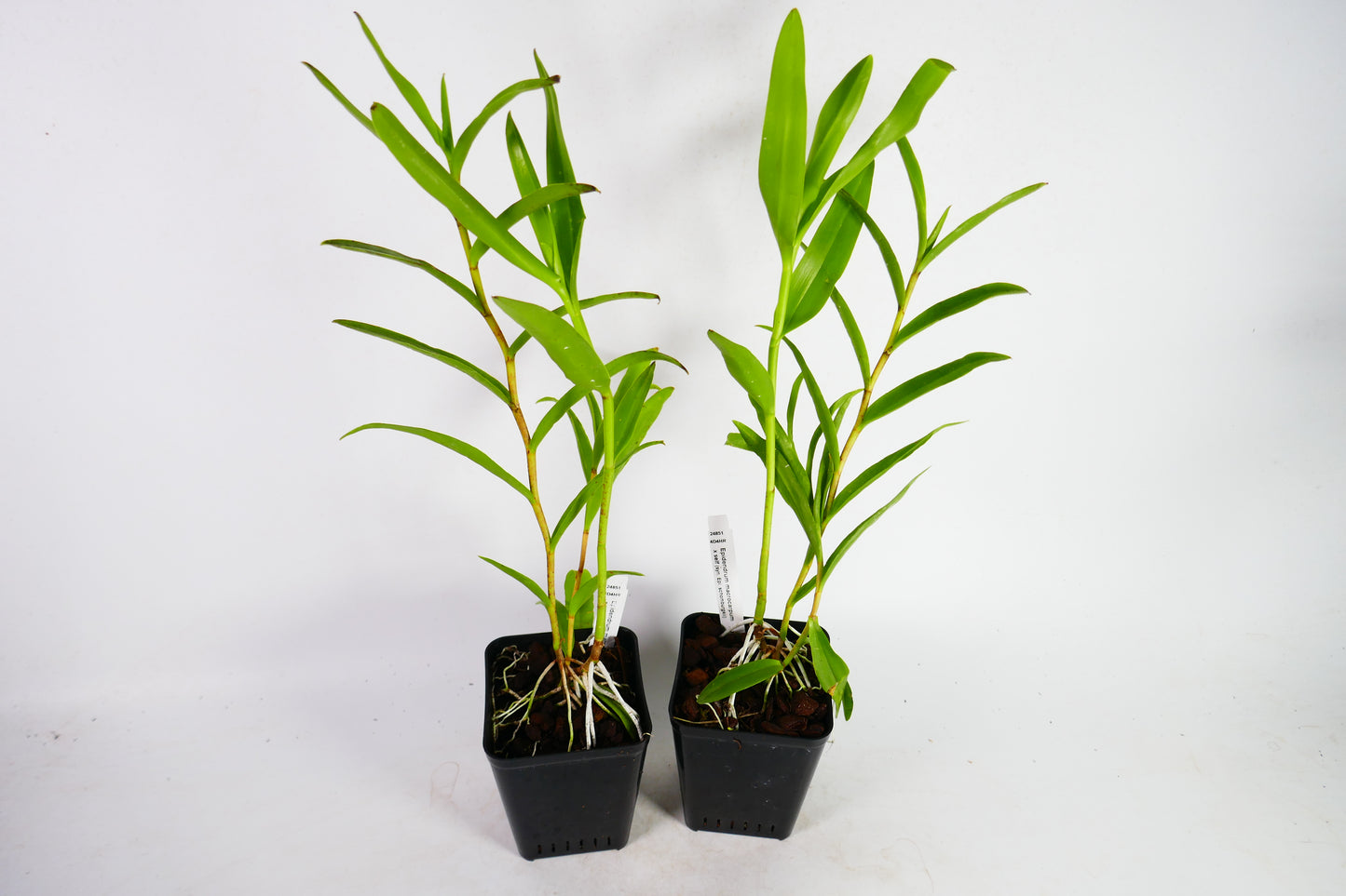 Epidendrum macrocarpum