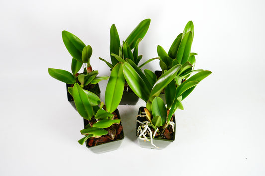 Rlc. Jirathip Sugi 'Volcano Queen'