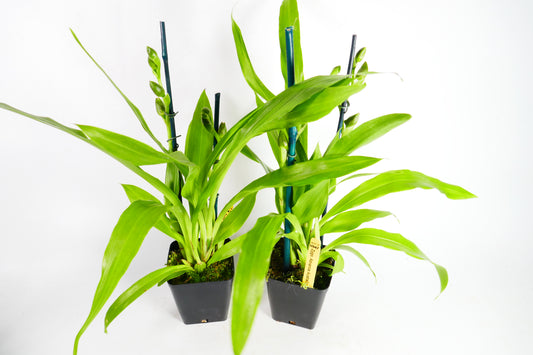 Zygo. Advance Australia 'HOF'