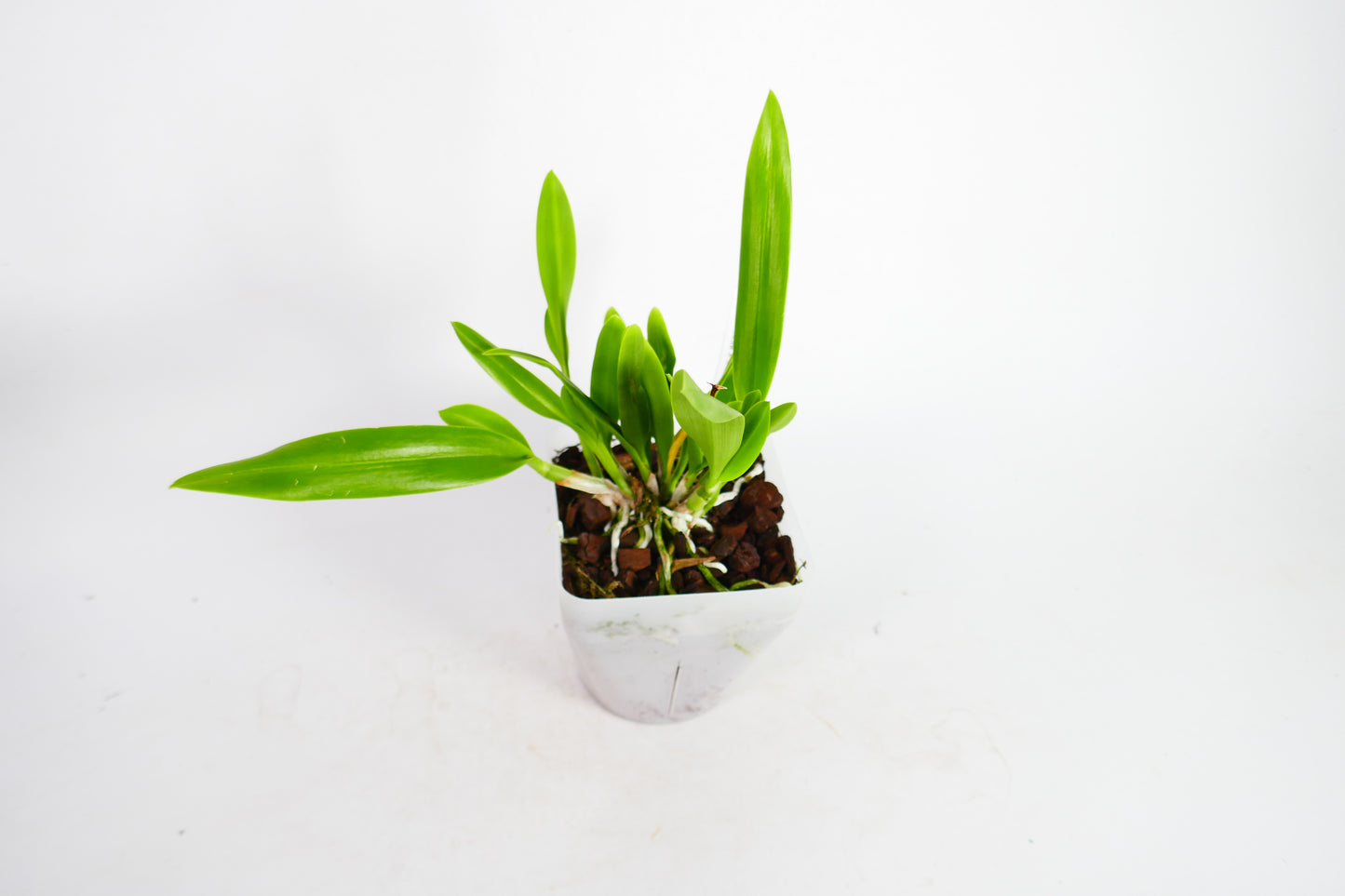 Caulavola Colmanii