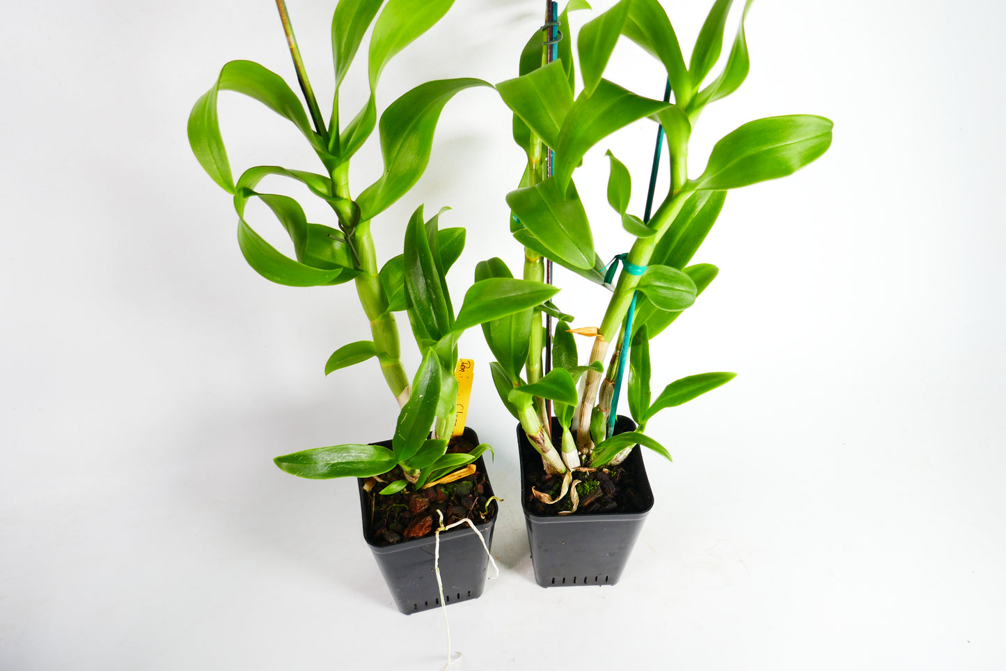 Den. Jade Classic