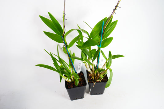 Den. Pink Sparkle x Classic Gem Pink