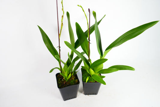 Colm. Pacific Twilight