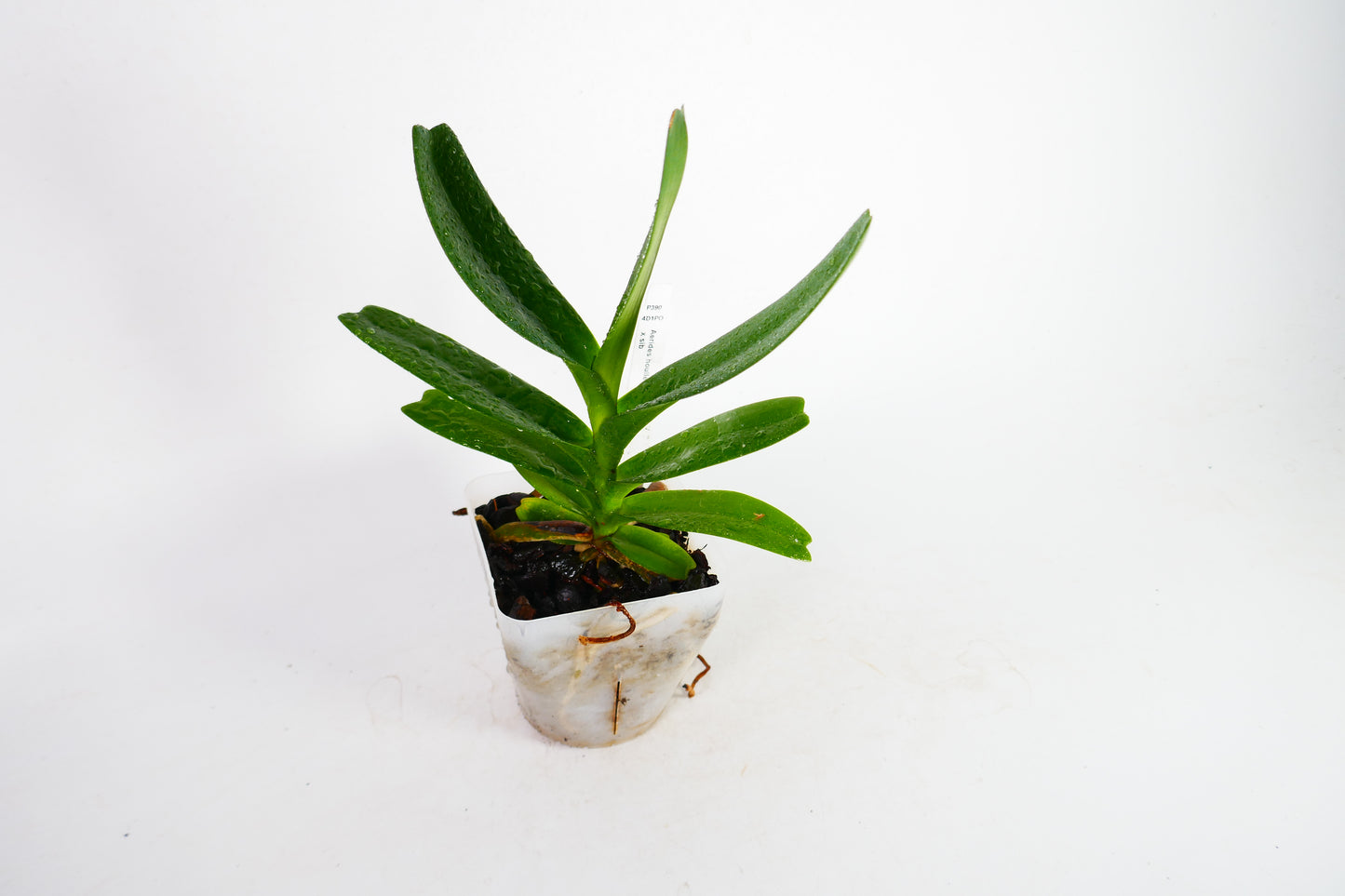 Aerides houlletiana