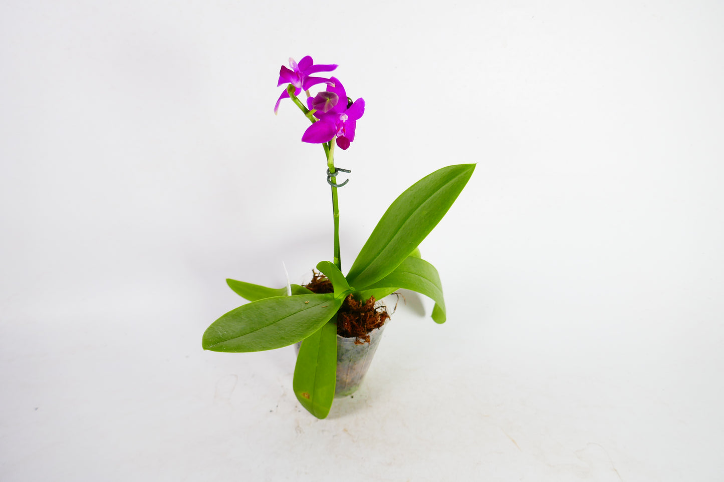 Phal. Sapphire's Galah