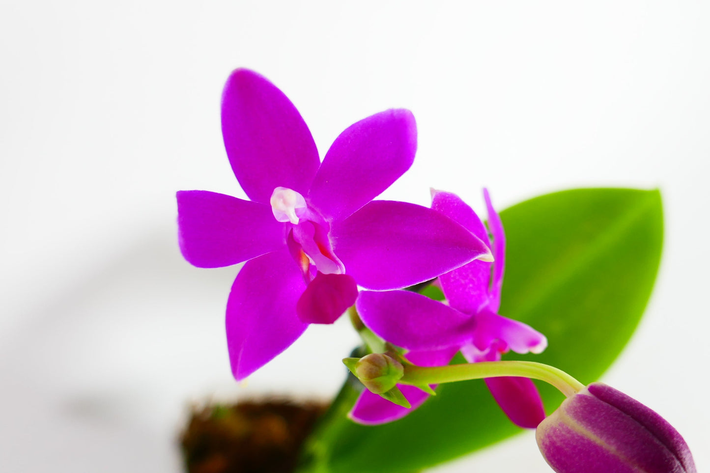 Phal. Sapphire's Galah