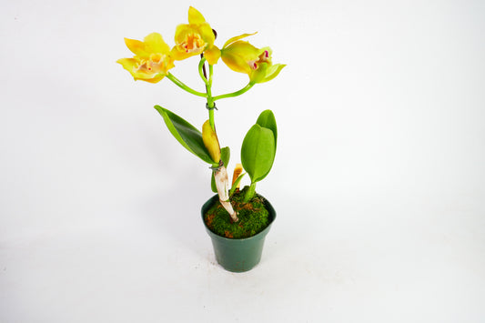 Rth. Lemon Drop 'NN'