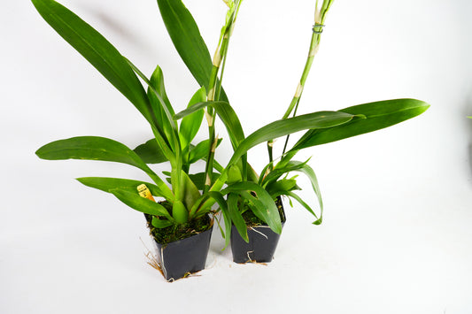 Onc. Hilo Firecracker 'Lucky Strike'