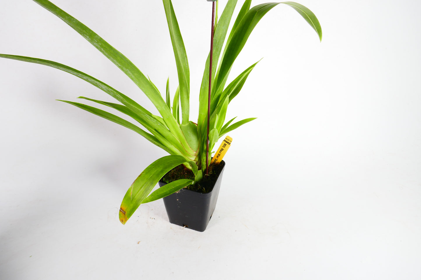 Milt. Maui Mist 'Golden Gate'