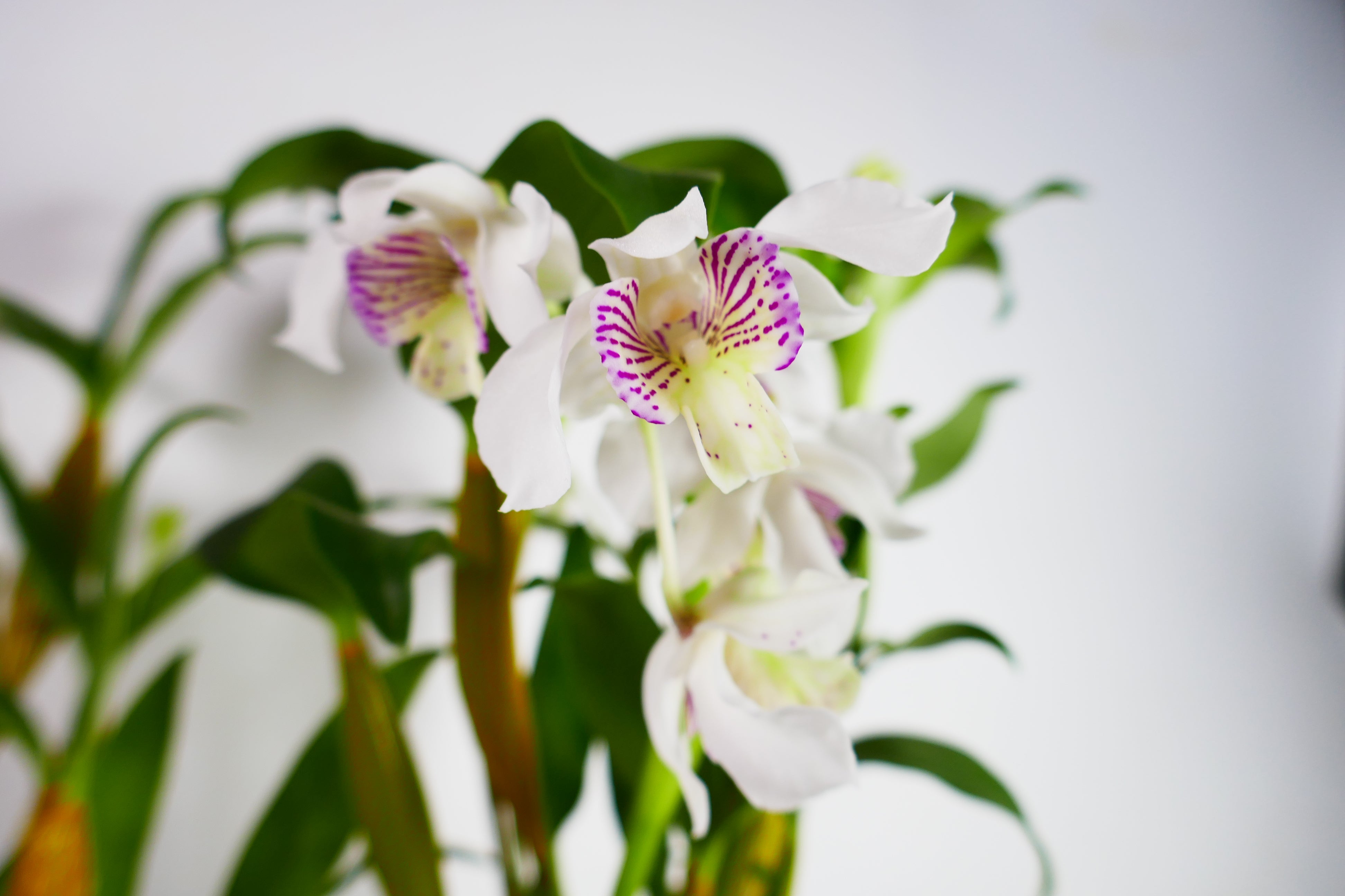 pantydropper × uncrowd Dry flower white Dendrobium Orchid White - 10st - Ramirez Wholesale Flowers Inc