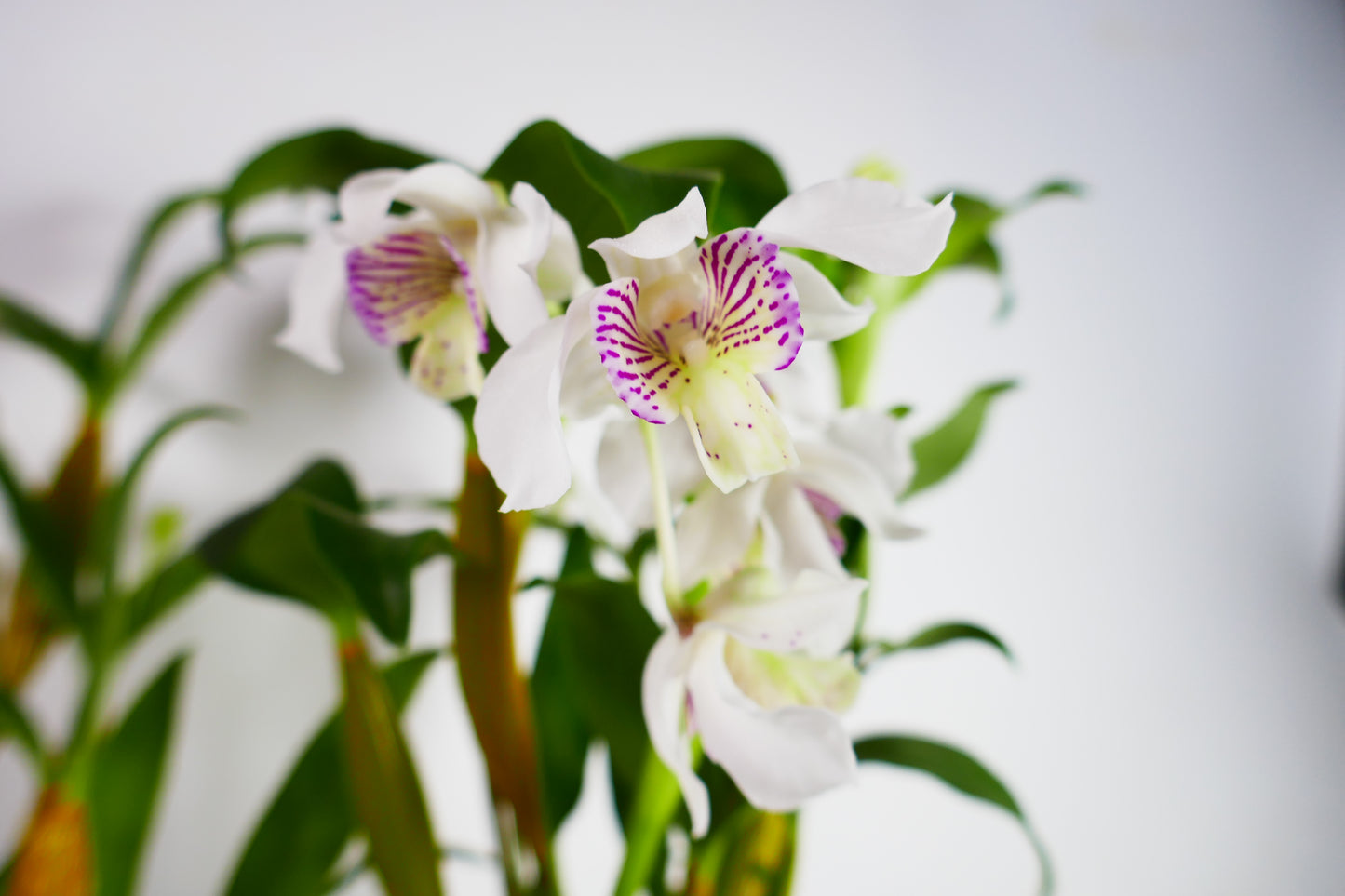 Den. Royal Chip 'White Snow' x Nora Tokunaga