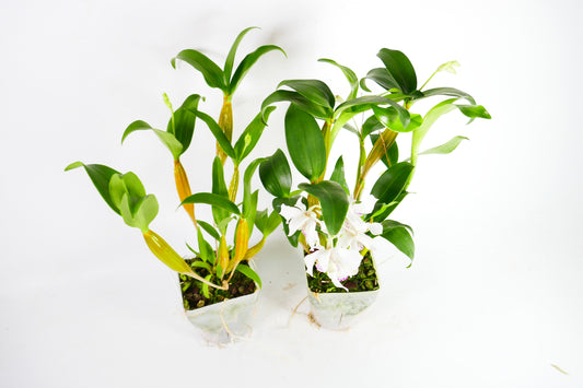 Den. Royal Chip 'White Snow' x Nora Tokunaga