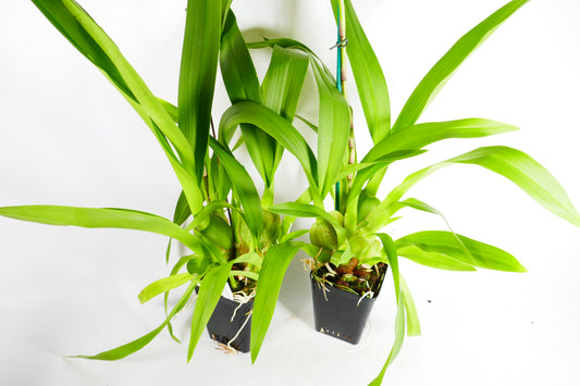 Oncostele Everglades Elegance 'Nancy Lee'